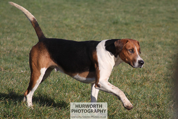 Hurworth Hunt 068