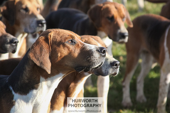Hurworth Hunt 069