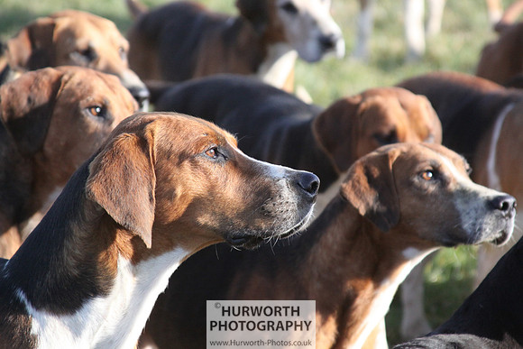 Hurworth Hunt 070