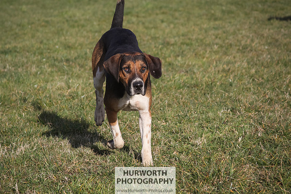 Hurworth Hunt 071