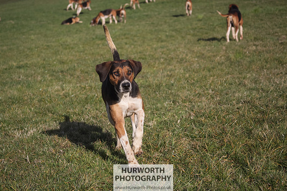 Hurworth Hunt 072