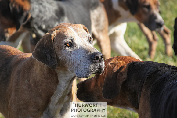 Hurworth Hunt 073