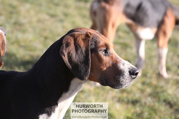 Hurworth Hunt 074