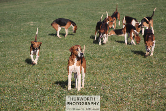 Hurworth Hunt 075