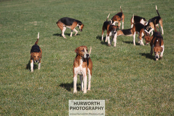 Hurworth Hunt 076