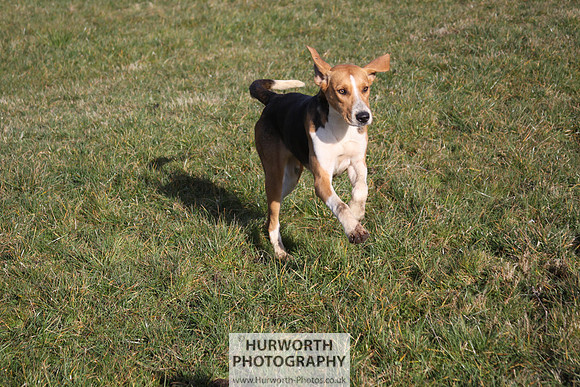 Hurworth Hunt 077