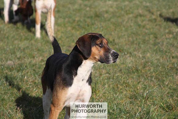 Hurworth Hunt 078