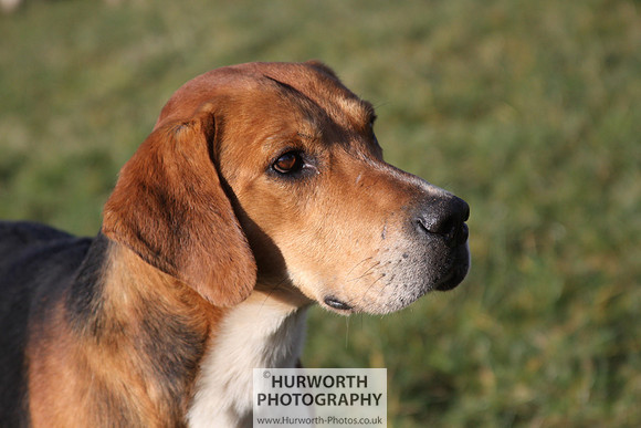 Hurworth Hunt 079