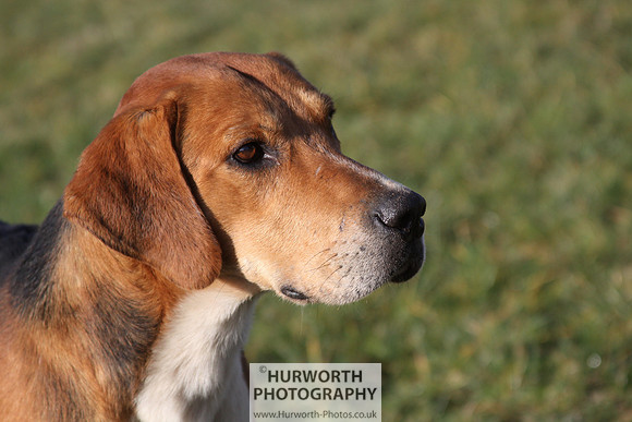 Hurworth Hunt 080