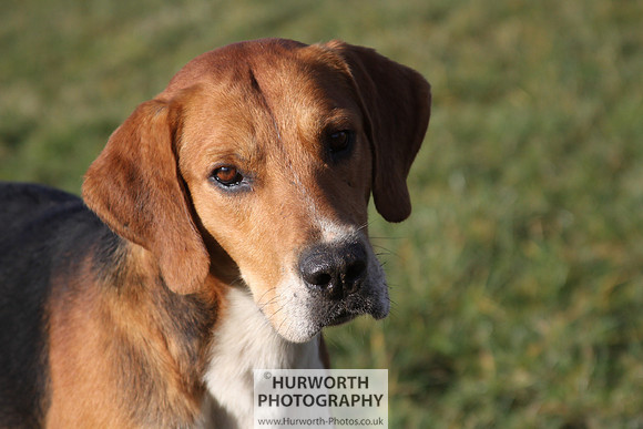 Hurworth Hunt 081