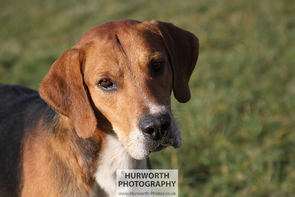 Hurworth Hunt 082