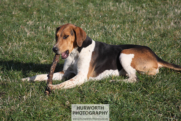Hurworth Hunt 083