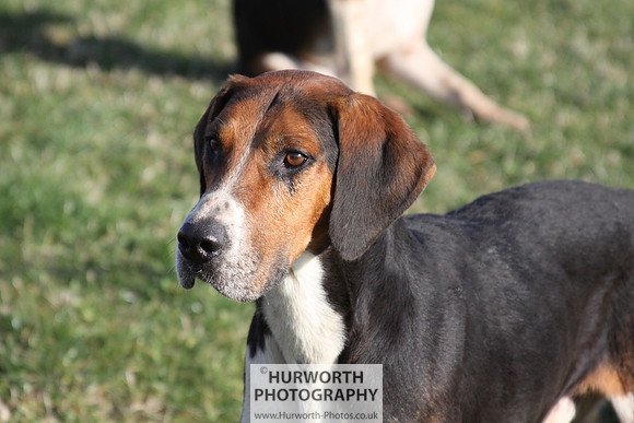 Hurworth Hunt 085