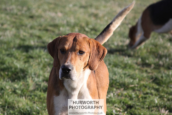 Hurworth Hunt 086