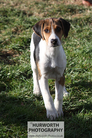 Hurworth Hunt 129