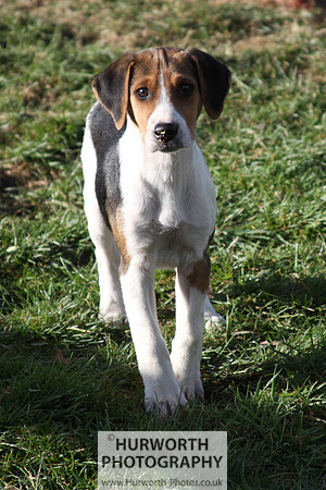 Hurworth Hunt 130