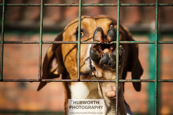 Hurworth Hunt 131