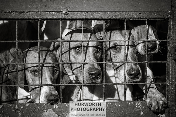 Hurworth Hunt 133