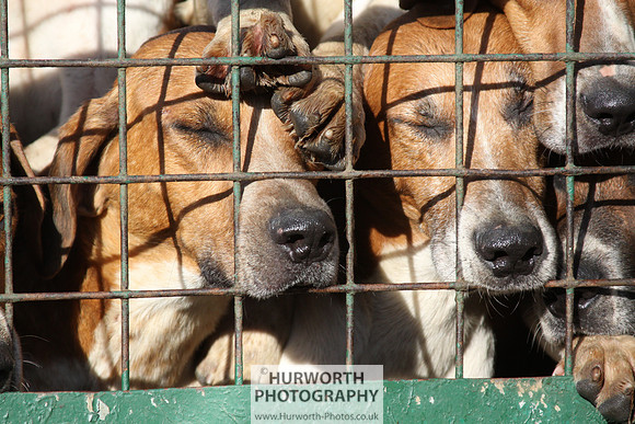 Hurworth Hunt 134