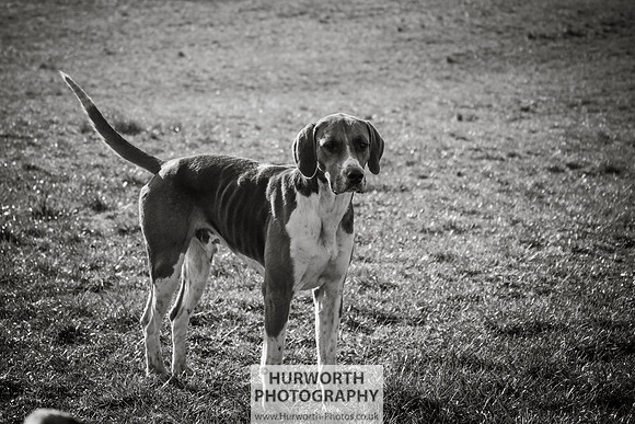 Hurworth Hunt 094