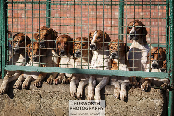 Hurworth Hunt 136