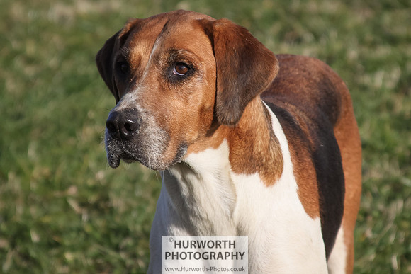 Hurworth Hunt 095