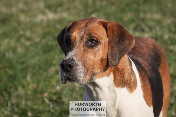 Hurworth Hunt 096