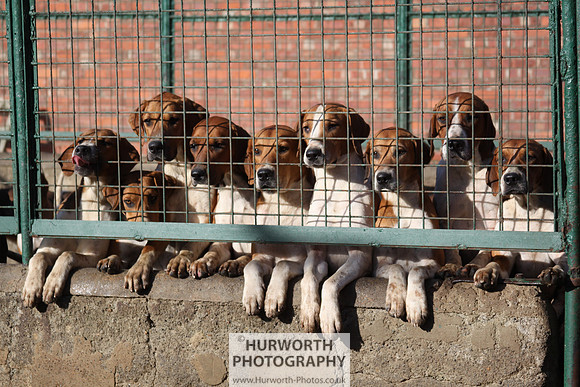 Hurworth Hunt 137