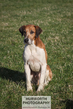 Hurworth Hunt 097