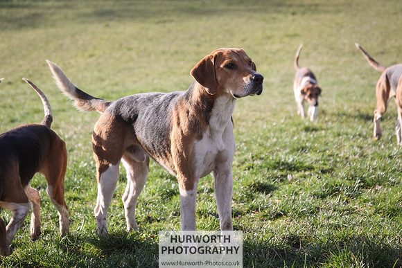 Hurworth Hunt 099