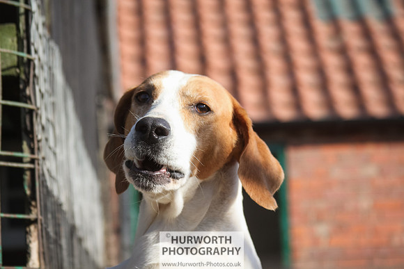 Hurworth Hunt 155