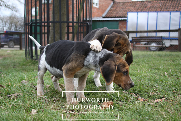 Hurworth Hunt Hound Pups 031