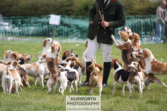 Sedgefield Game Fair 206