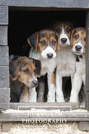 Hurworth Hunt Hound Pups 143
