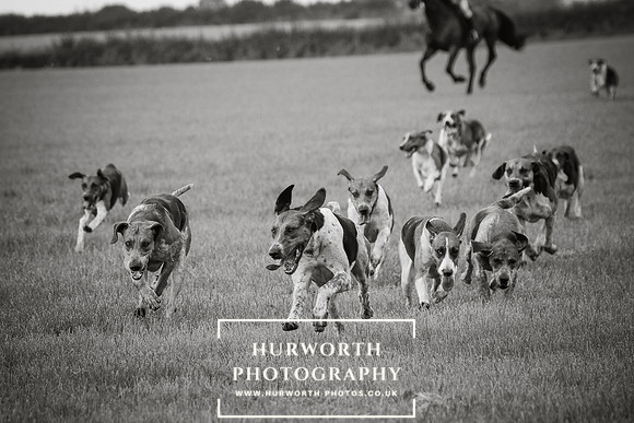 Hurworth Hunt 438