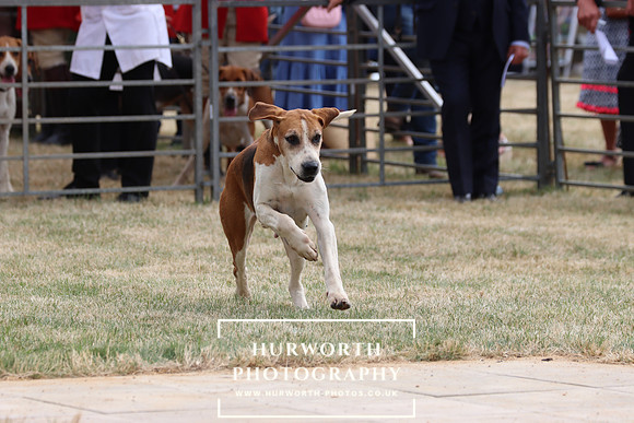 Hurworth Hunt 97