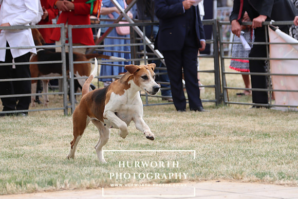 Hurworth Hunt 100