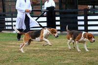 Hurworth Hunt 85