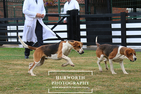 Hurworth Hunt 85
