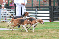 Hurworth Hunt 150