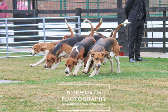 Hurworth Hunt 161