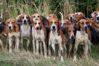Hurworth Hunt 253