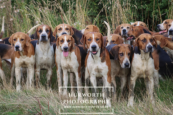 Hurworth Hunt 253