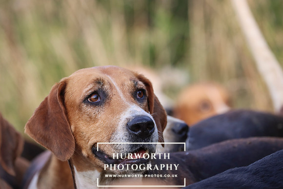 Hurworth Hunt 261