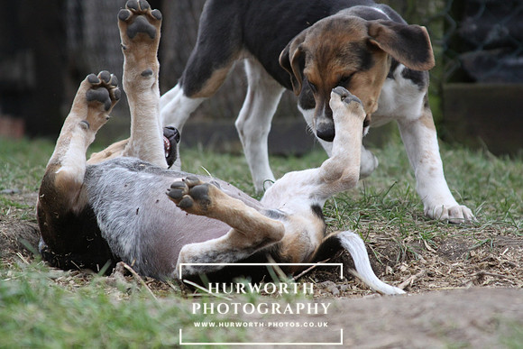 Hurworth Hunt Hound Pups 041