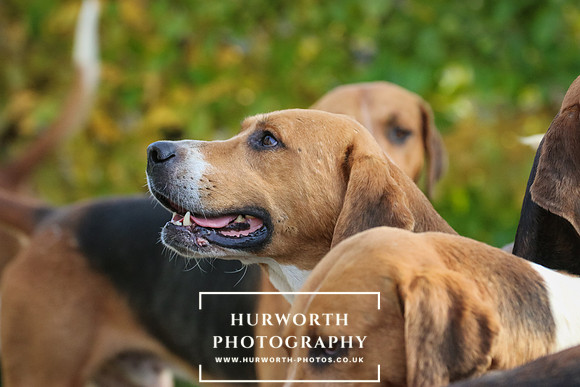 Hurworth Hunt  123