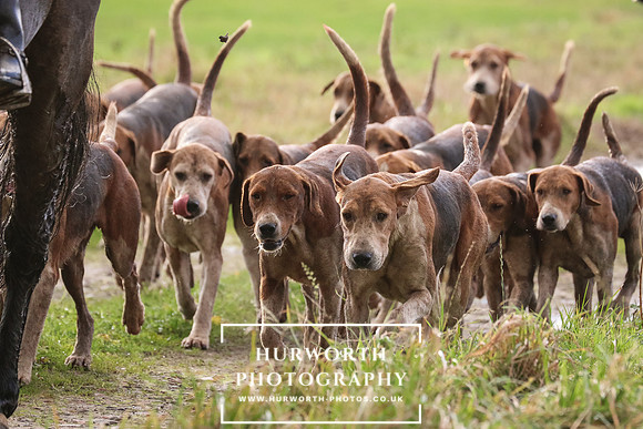 Hurworth Hunt  197