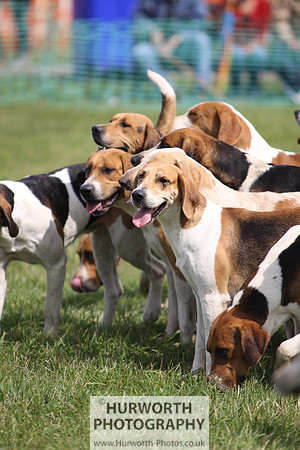 Sedgefield Game Fair 132