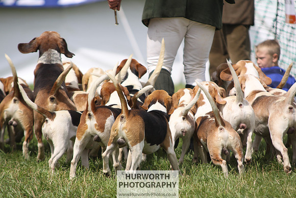 Sedgefield Game Fair 192