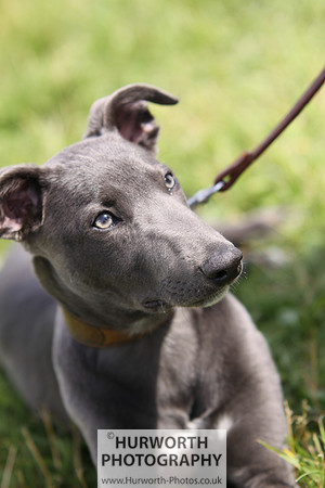 Sedgefield Game Fair 090